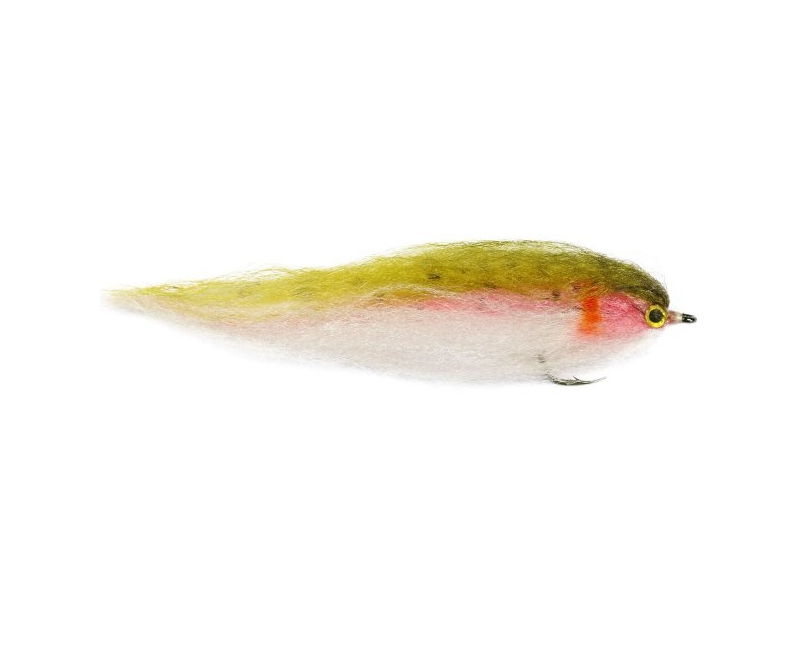 Rainbow Trout