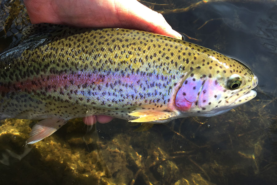rainbow-trout
